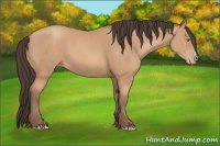 Horse Color:Amber Champagne 