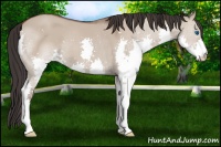 Horse Color:Bay Dun Splash 