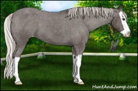 Horse Color:Silver Black Splash Varnish 