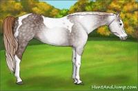Horse Color:Gray Chestnut Splash Tobiano 