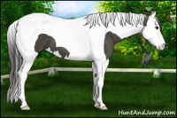 Horse Color:Smoky Black Splash Tobiano 
