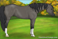 Horse Color:Grullo 