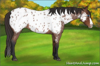 Horse Color:Bay Roan Splash Near Leopard 