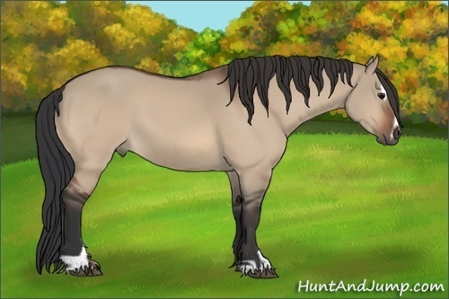 Horse Color:Bay Dun Sabino