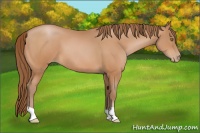 Horse Color:Bay Pearl