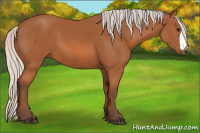 Horse Color:Silver Bay 
