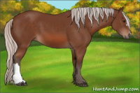 Horse Color:Silver Bay 
