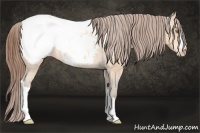 Horse Color:Amber Champagne Snowcap 