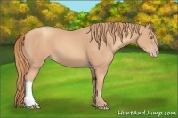 Horse Color:Gold Champagne 