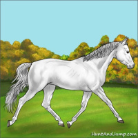 Horse Color:Gray Grullo 