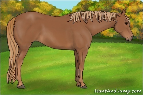 Horse Color:Chestnut 