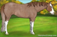 Horse Color:Red Roan Splash 