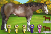 Horse Color:Bay Sabino 