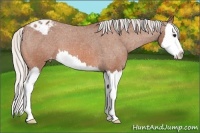 Horse Color:Silver Bay Splash Appaloosa 