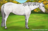 Horse Color:Brown Appaloosa 