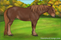 Horse Color:Gray Chestnut 