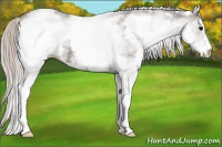 Horse Color:White Spotted Silver Black 