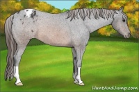 Horse Color:Brown Appaloosa 