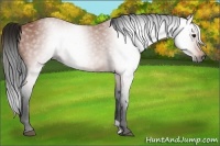 Horse Color:Gray Bay 