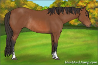Horse Color:Bay Sabino Rabicano 
