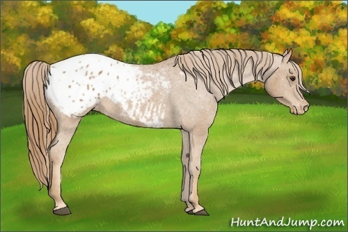 Horse Color: Chestnut Blanket 