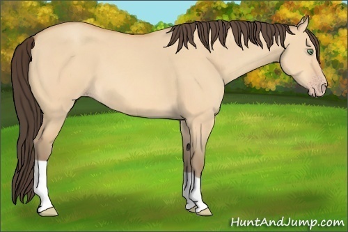 Horse Color:Amber Champagne Dun 