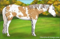 Horse Color:White Spotted Palomino Splash