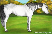 Horse Color:Gray White Spotted Buckskin Ice 