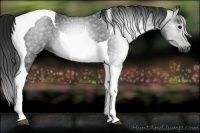 Horse Color:Gray Black Tobiano 