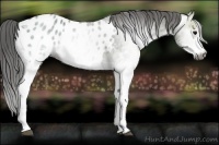 Horse Color:Gray White Spotted Black Ice Appaloosa 