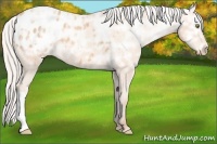 Horse Color:Silver Amber Champagne Ice Appaloosa 