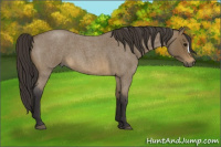 Horse Color:Buckskin Roan 