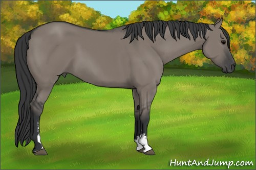 Horse Color: Grullo Sabino 