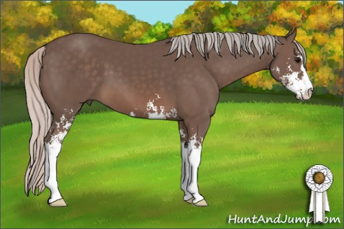 Horse Color: Silver Black Sabino 