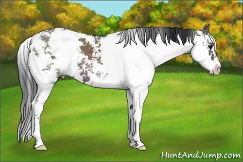 Horse Color: Grullo Sabino 