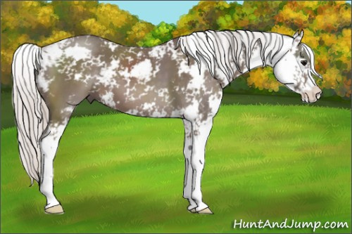 Horse Color: Silver Black Sabino 