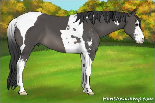 Horse Color: Black Sabino Tobiano 