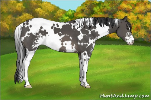 Horse Color: White Spotted Black Sabino 