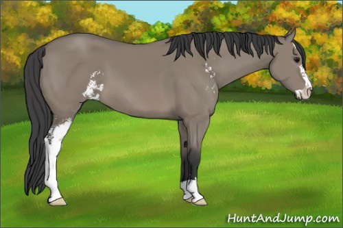 Horse Color: Grullo Sabino 