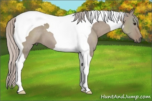 Horse Color: Silver Grullo Tobiano 
