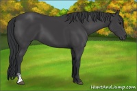 Horse Color:Black Sabino 