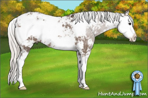 Horse Color: Silver Black Sabino Rabicano 
