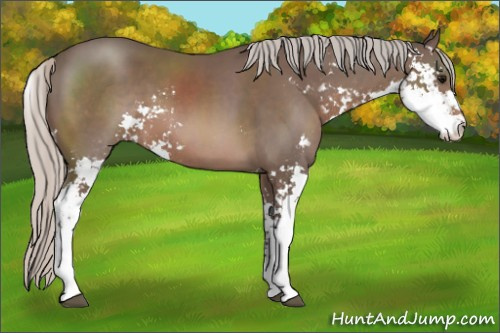 Horse Color: Silver Black Sabino 