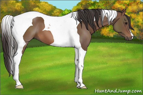 Horse Color: Bay Tobiano 