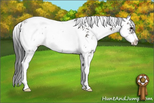 Horse Color: Black Sabino 