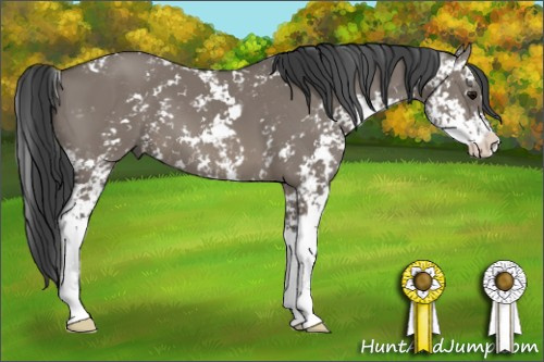 Horse Color: Grullo Sabino 