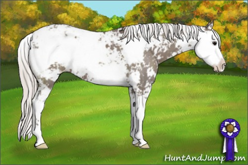 Horse Color: Silver Black Sabino 