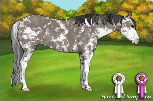 Horse Color: Grullo Sabino 