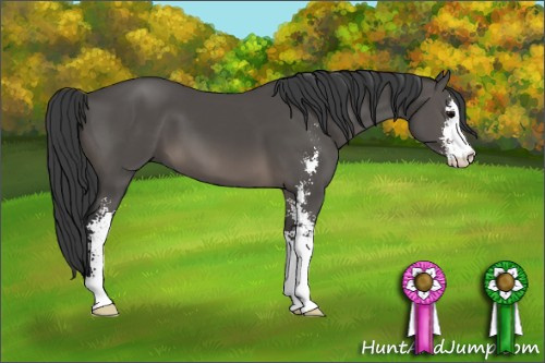 Horse Color: Black Sabino 