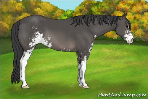 Horse Color: Black Sabino 